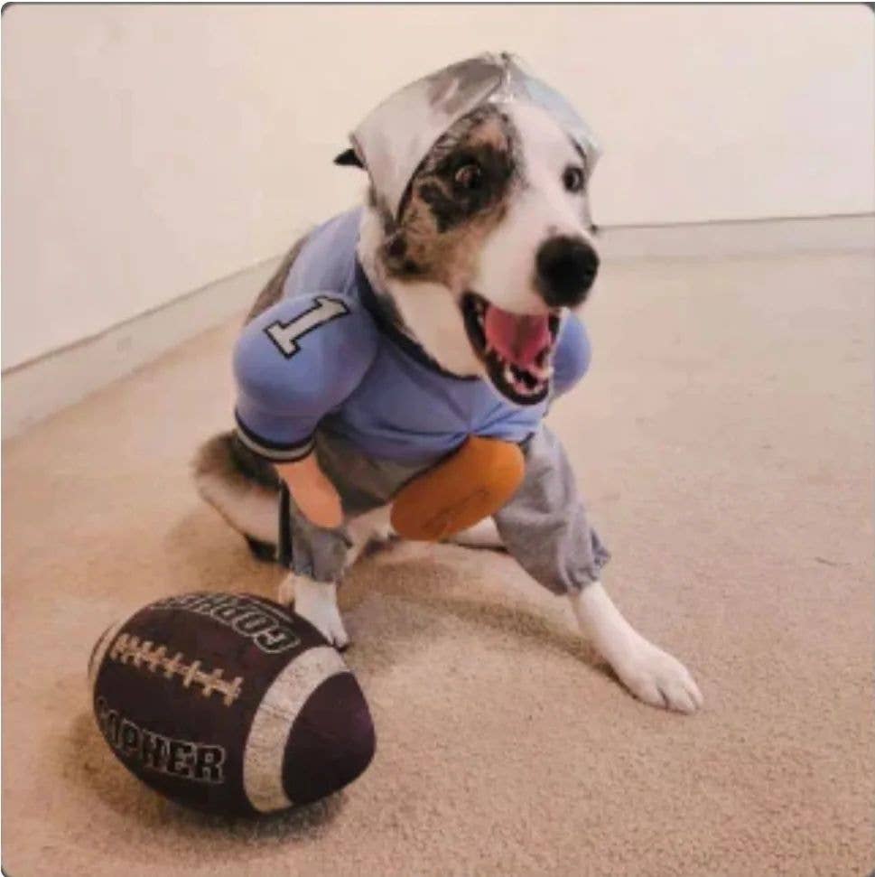 Show & Tail - Pet Apparel - QuarterBark: XS