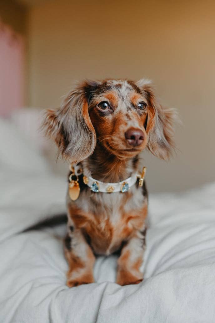 Paw London - Hampstead Blue Swarovski Collar White: XL