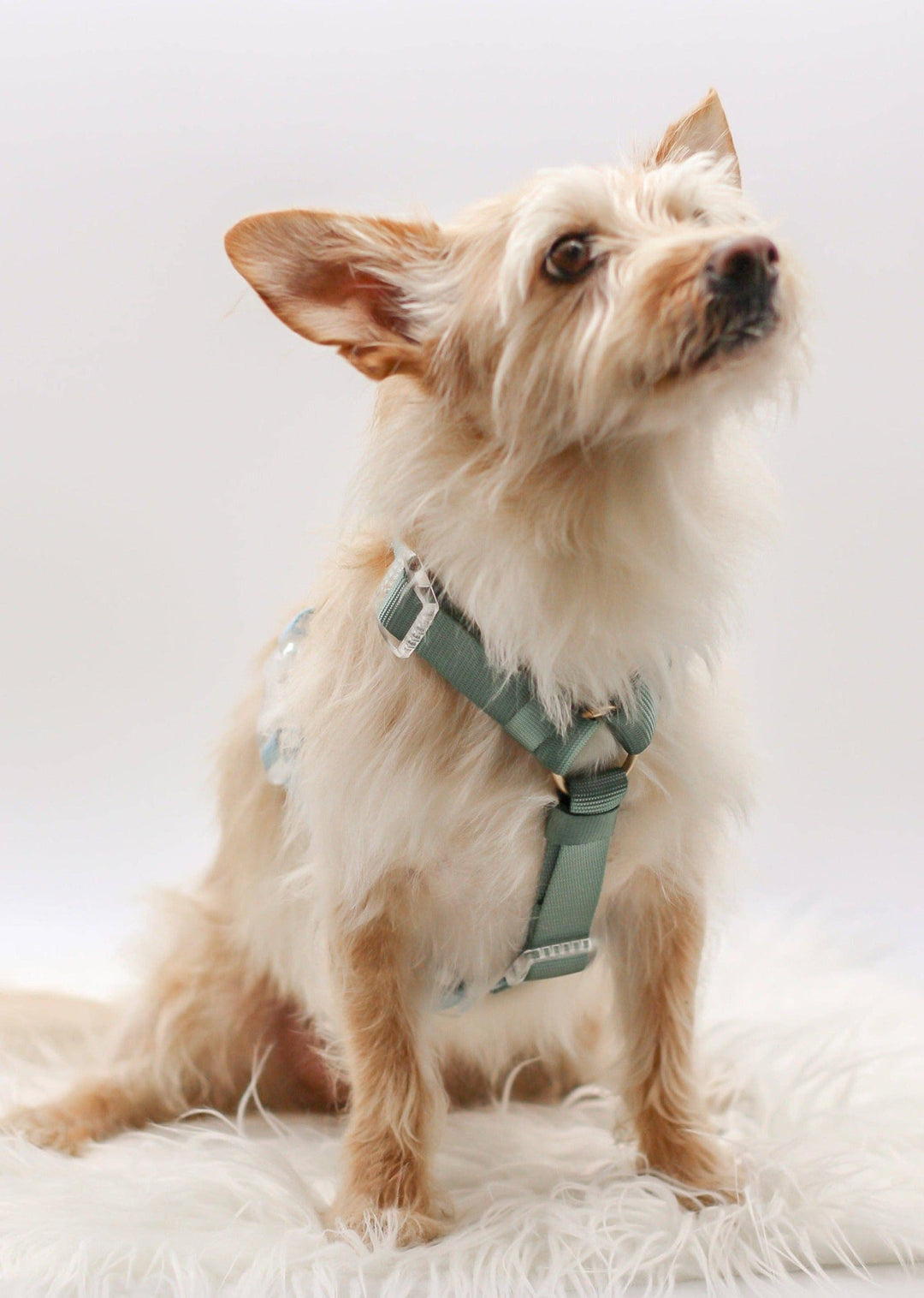 Bop Pop Pets - Classic Harness | Hunter Sky: Medium