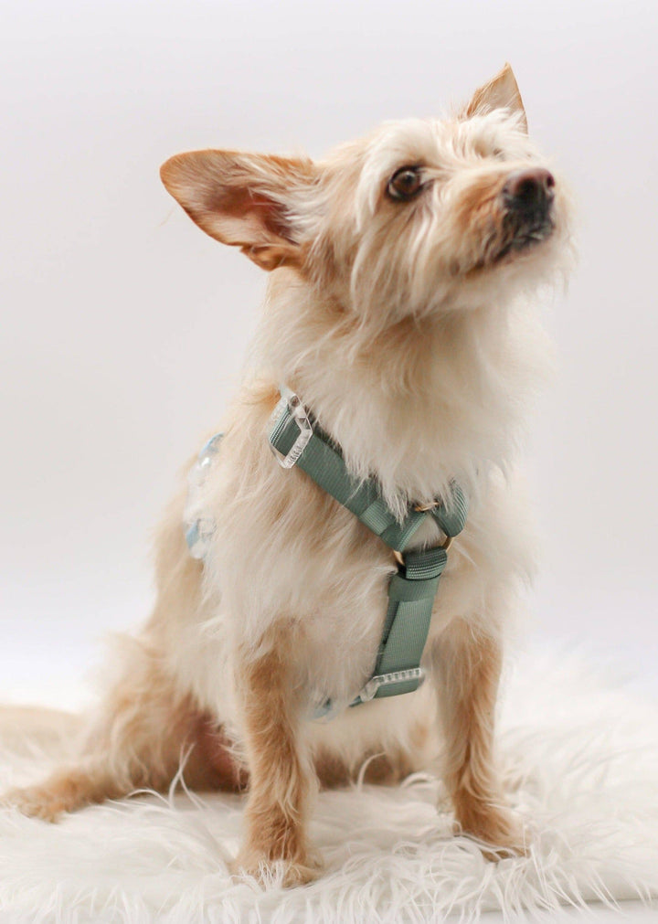 Bop Pop Pets - Classic Harness | Hunter Sky: Medium