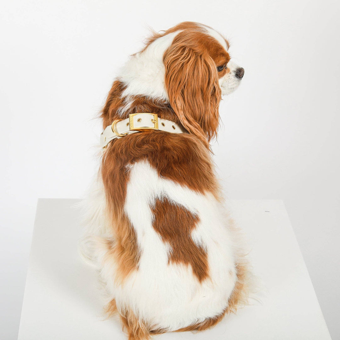 Cavology - DOG HARNESS STEP IN LUXE HARNESS - WHITE AND GOLD WEDDING