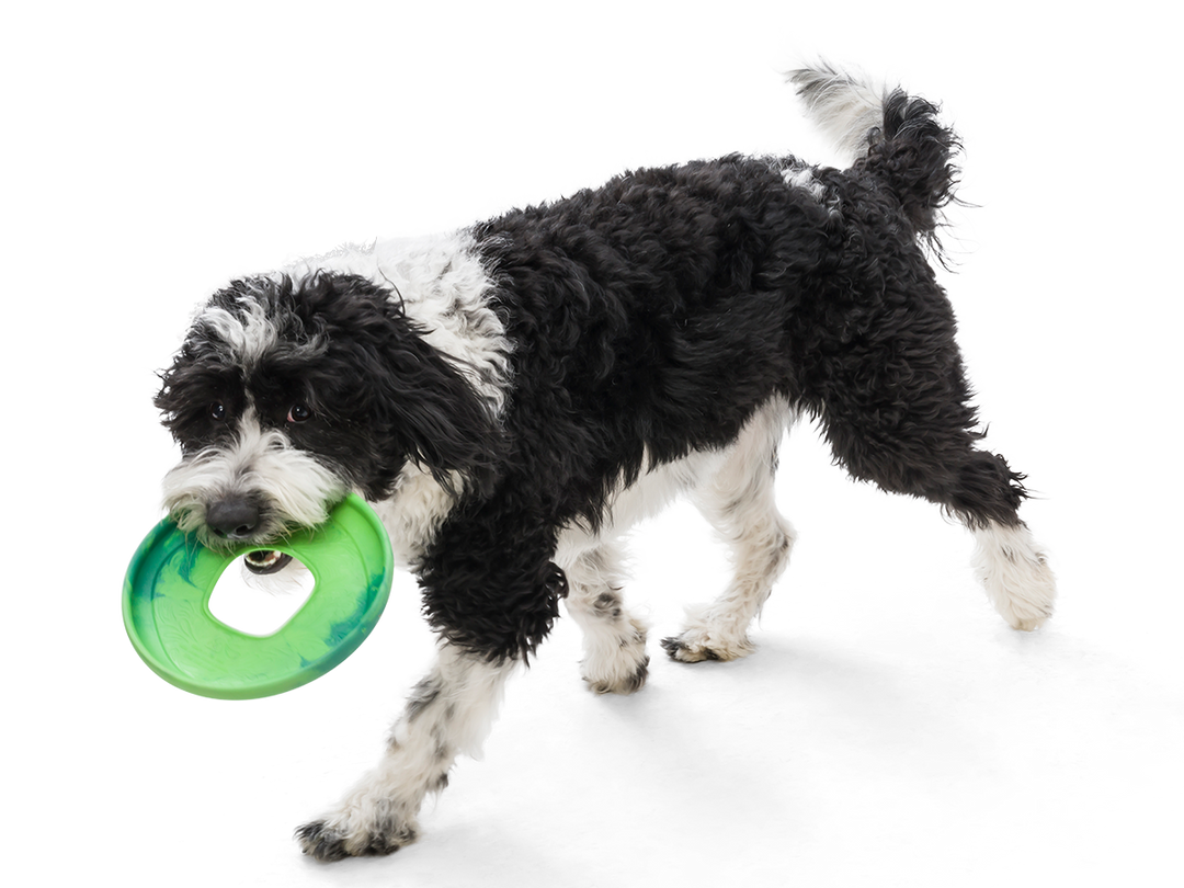 West Paw - Sailz® Dog Frisbee Fetch Toy: Large / Emerald