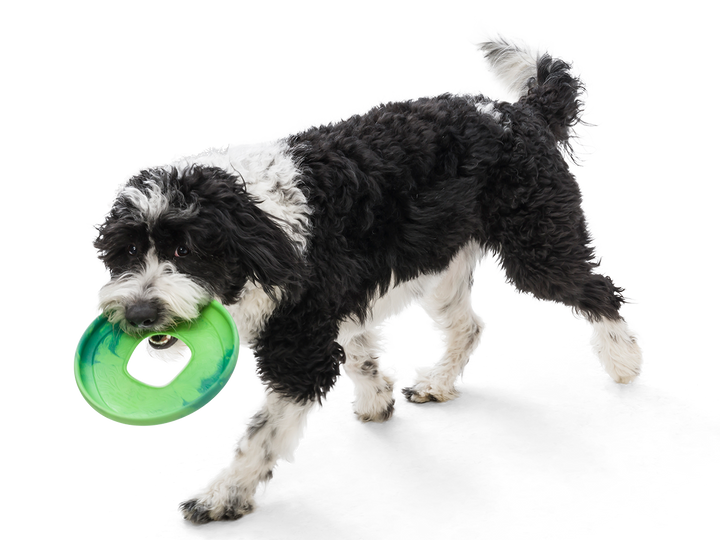 West Paw - Sailz® Dog Frisbee Fetch Toy: Large / Emerald