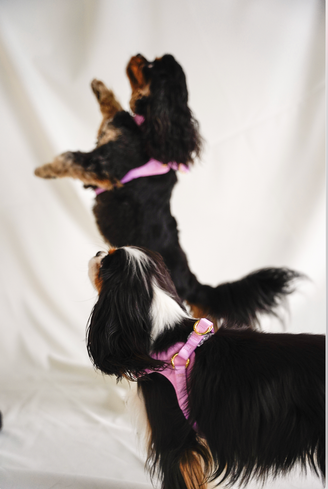 Cavology - DOG HARNESS STEP IN EASY ON MESH MANGO