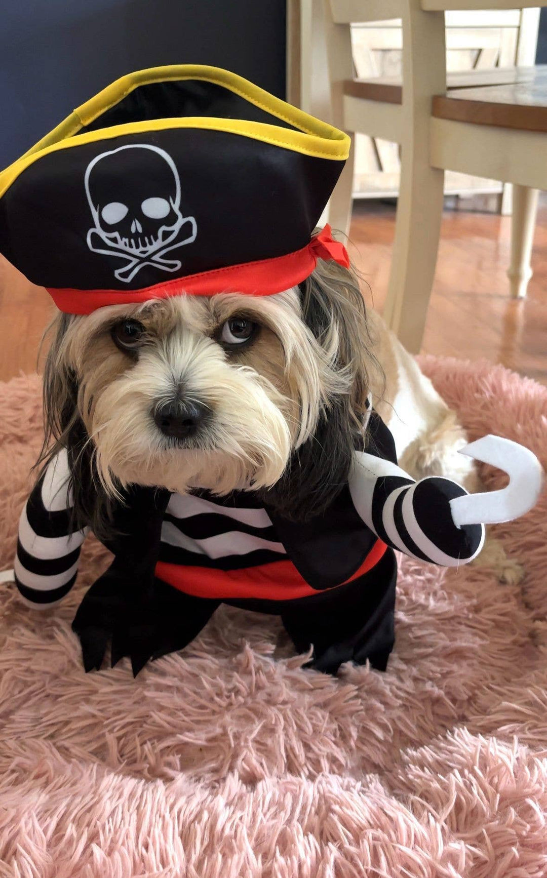 Show & Tail - Pet Apparel - Black Paw-Irate: L