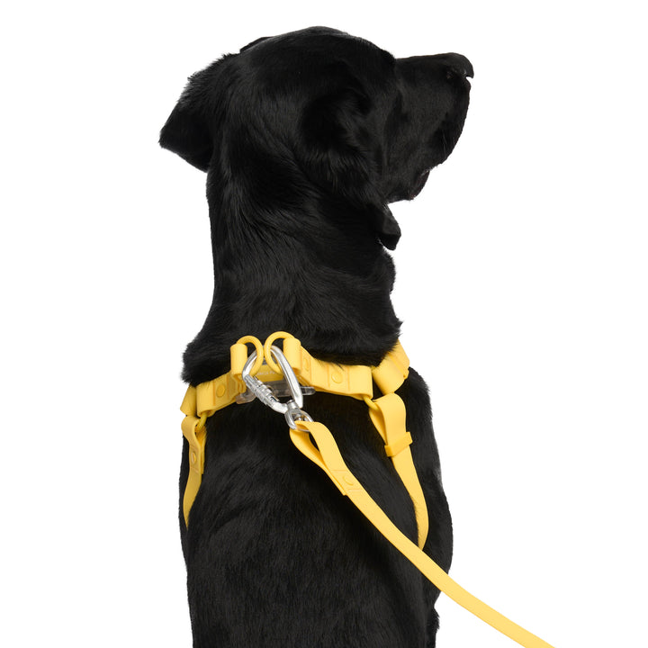 Canada Pooch - Waterproof Dog Harness (Yellow): M / Yellow