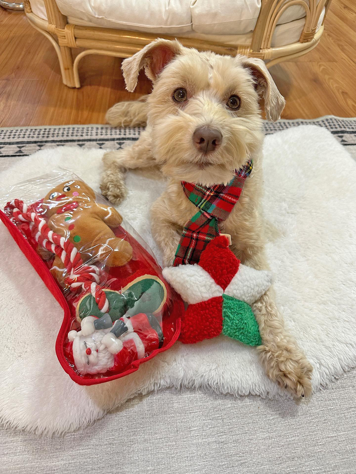 Midlee Designs - Midlee Toy Filled Christmas Dog Stocking Gift Set