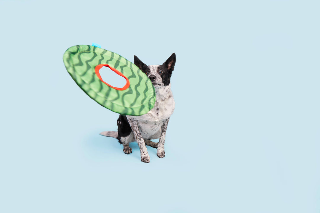 Pet Palette Distribution - BARK Slobbermelon Fetch