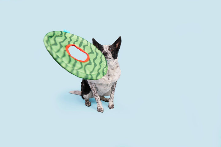 Pet Palette Distribution - BARK Slobbermelon Fetch