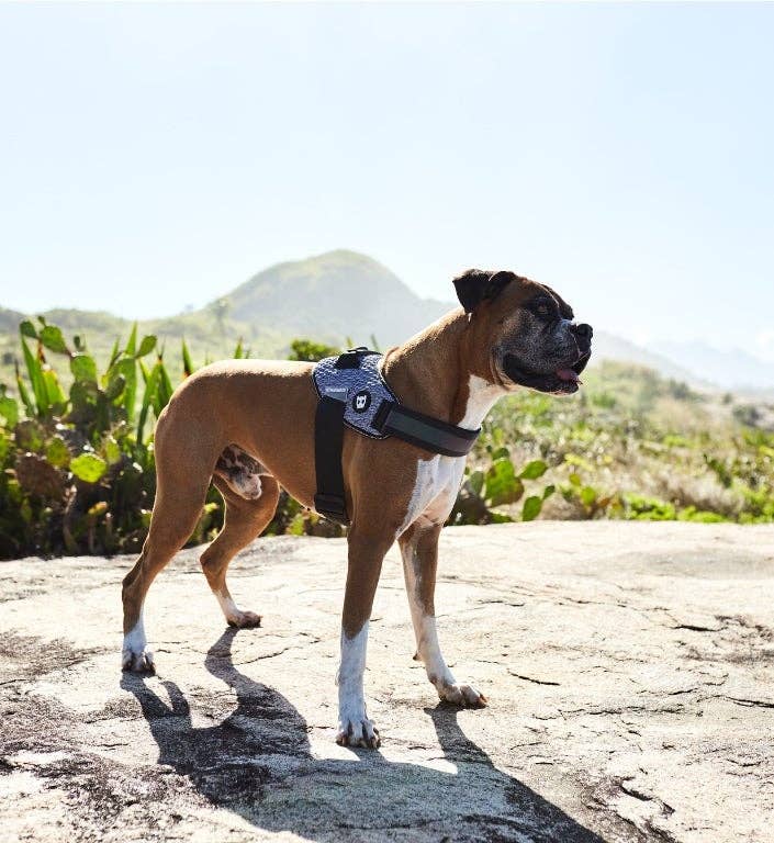 Zee.Dog - Urban | FlyHarness: Size 1