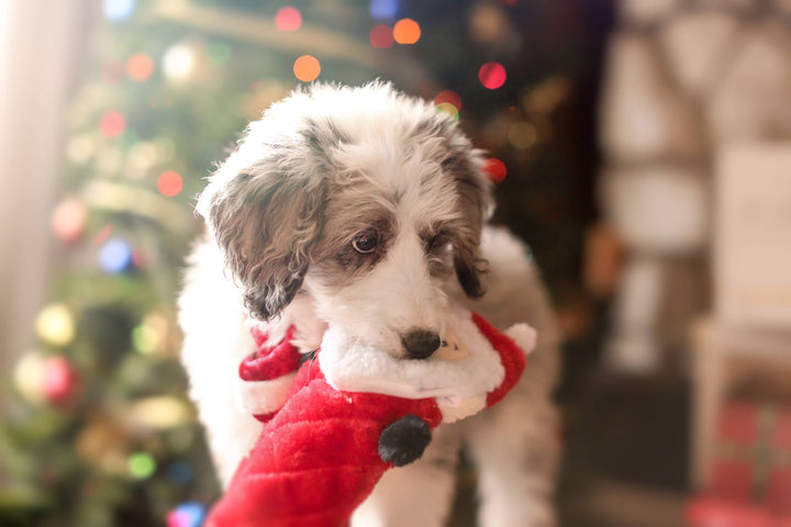 Pet Palette Distribution - ZippyPaws Jigglerz Santa