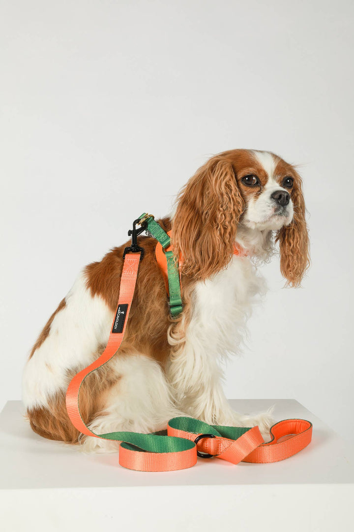 Cavology - DOG LEASH DOUBLE SIDED TWO TONED VINYL FALL ORANGE GREEN