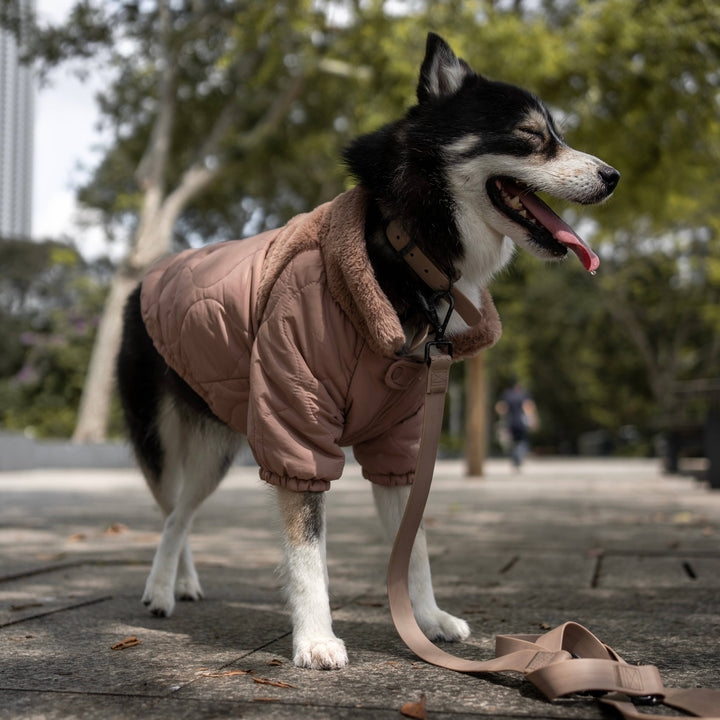 Lambwolf Collective - SOHO//DOG CLOTHING//APPAREL: Fern / XS