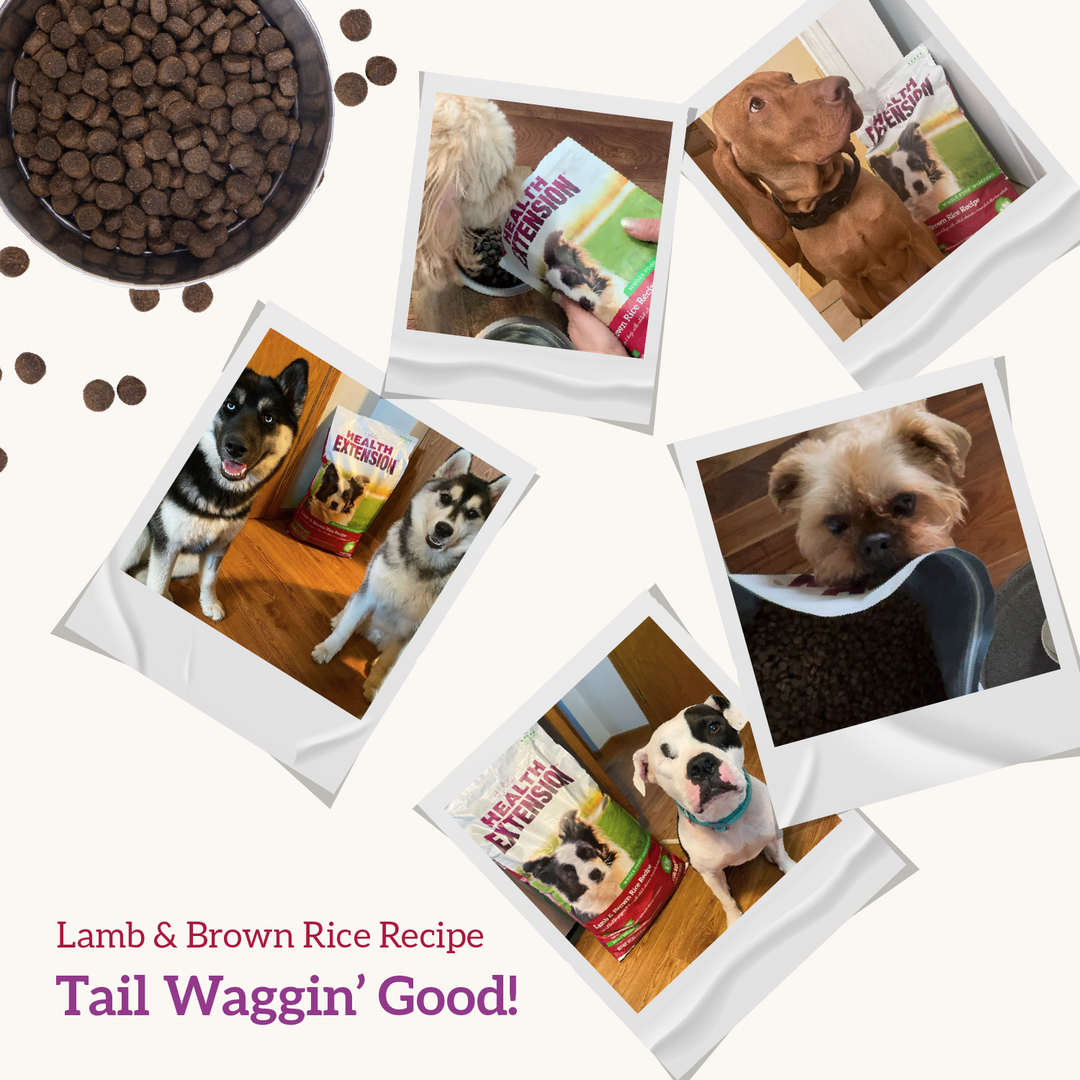 Health Extension Pet Care - Lamb & Brown Rice Recipe: 15 lbs