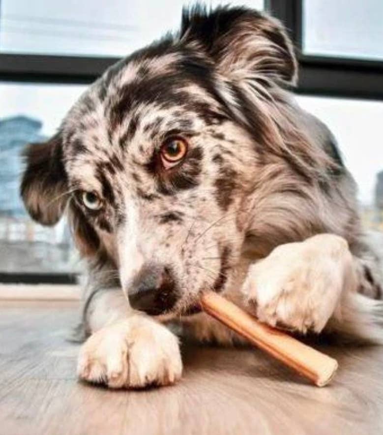 Live Pawsitive - 6 Inch Jumbo Bully Sticks 3 Pack