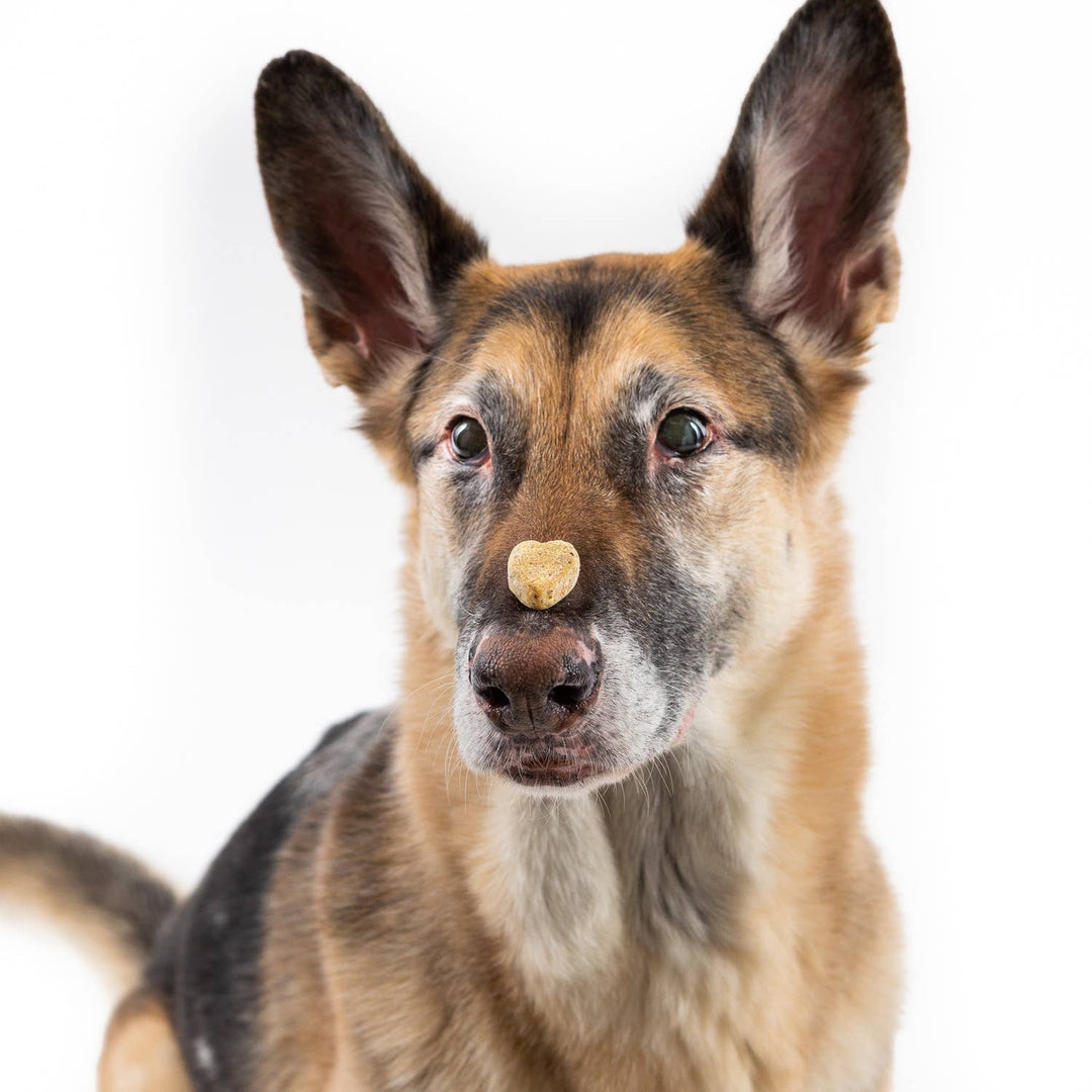 Coconut Salmon Soft Chew Dog Treats, 2.5oz Case