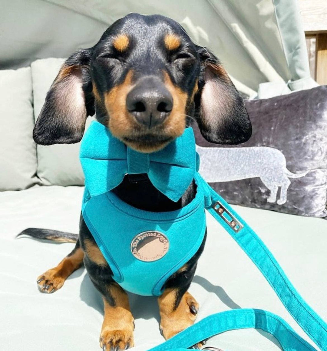 The Spotted Dog Company - Jade Velvet Harness: Large