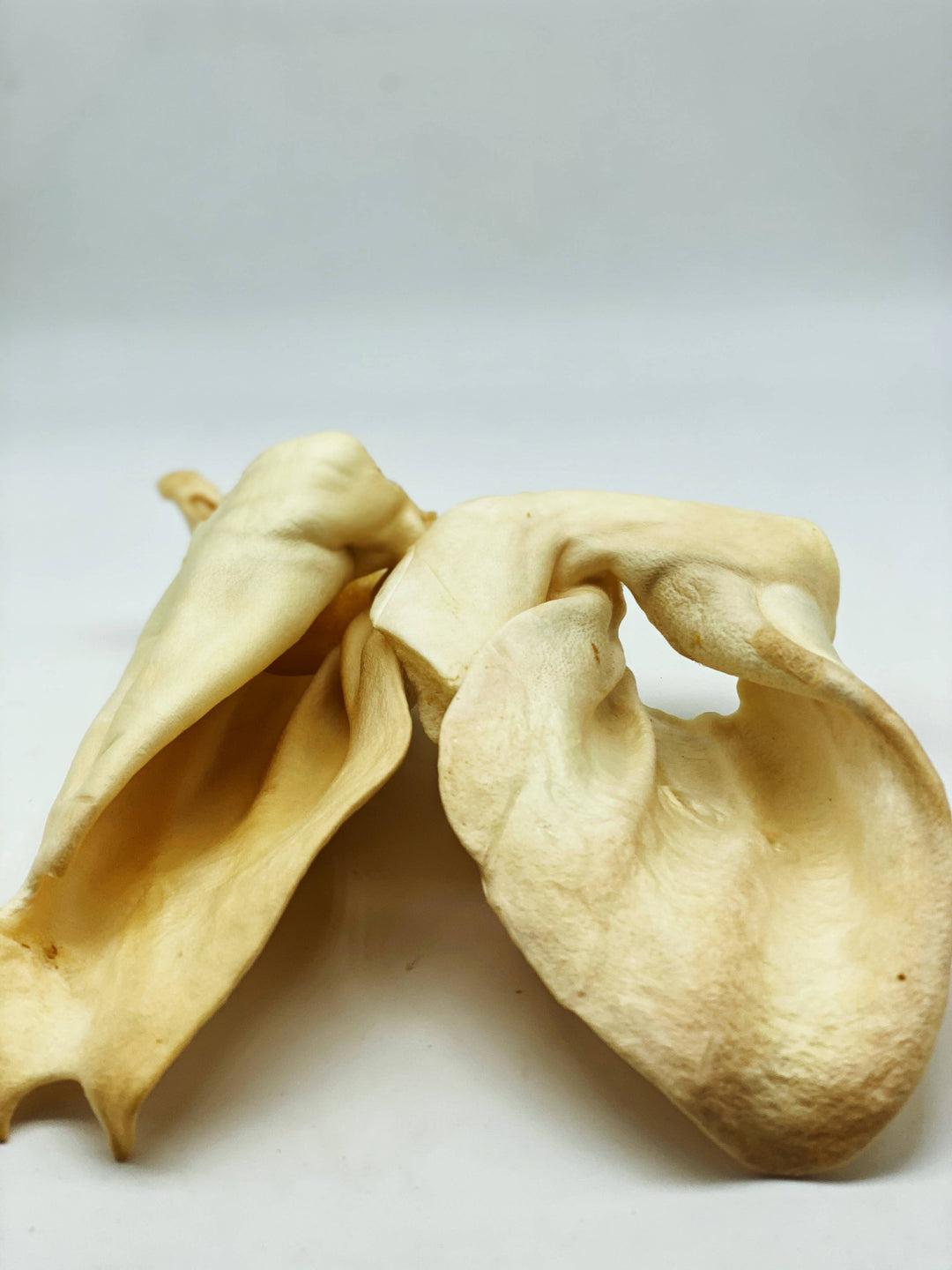 Live Pawsitive - Jumbo Cow Ears - 100% Natural Dog Treats, Made in USA