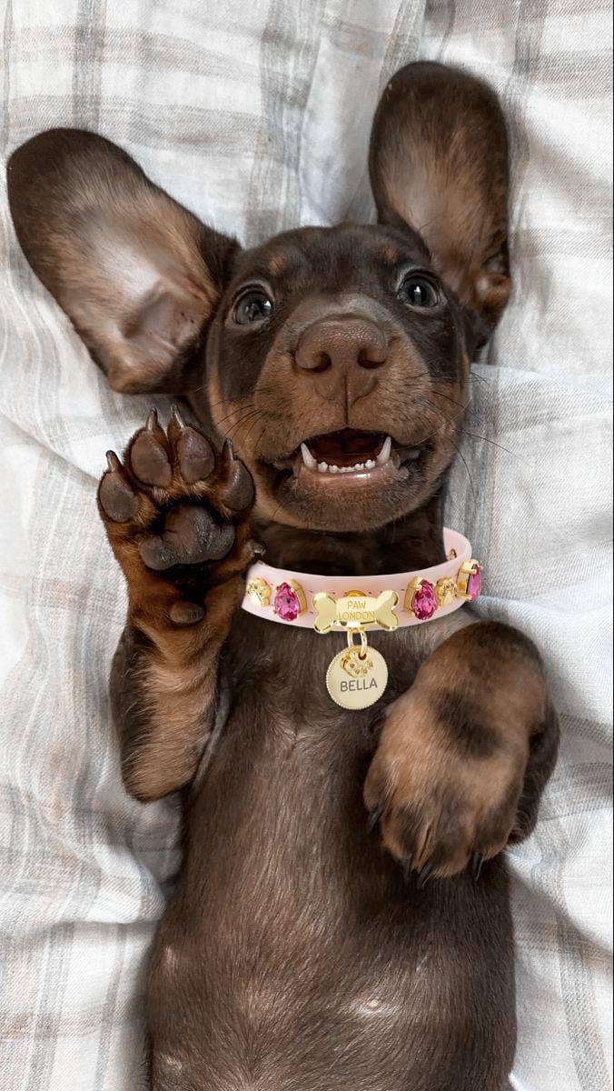 Paw London - Chelsea Pink Swarovski Dog Harness + Collar +  Chain Leash: XS / No