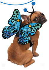 Show & Tail - Pet Apparel - Flutterpaws: XS