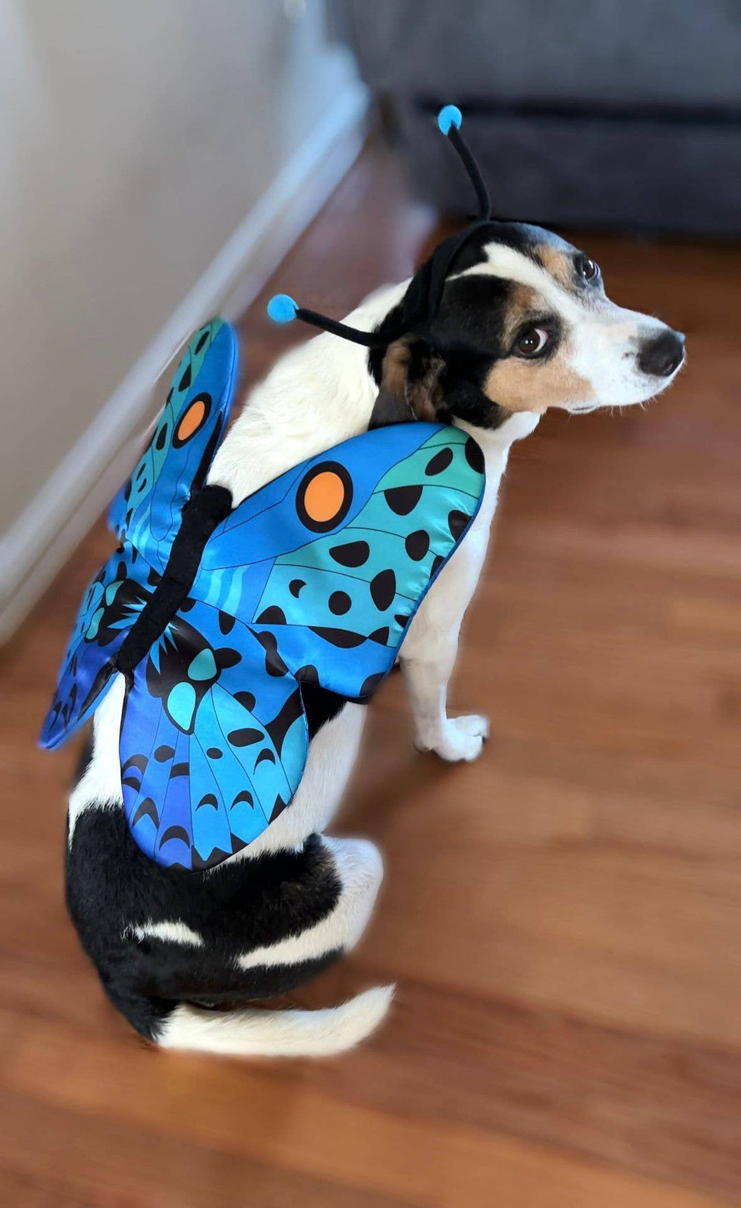 Show & Tail - Pet Apparel - Flutterpaws: XS