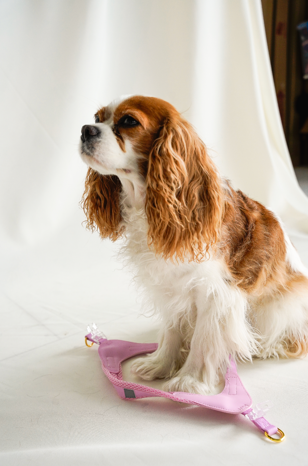 Cavology - DOG HARNESS STEP IN EASY ON MESH MANGO