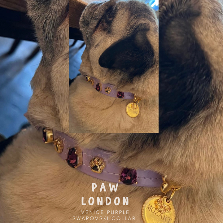 Paw London - Venice Purple Swarovski Purple Dog Collar: L / No