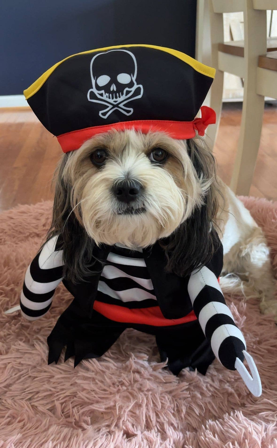 Show & Tail - Pet Apparel - Black Paw-Irate: L