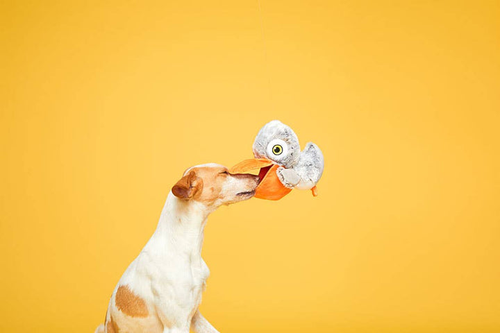 Pet Palette Distribution - BARK Big Bill & Beak-A-Boo Fish