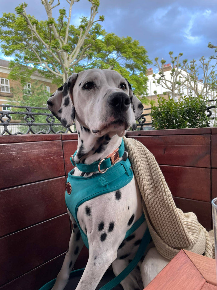 The Spotted Dog Company - Jade Velvet Harness: Large