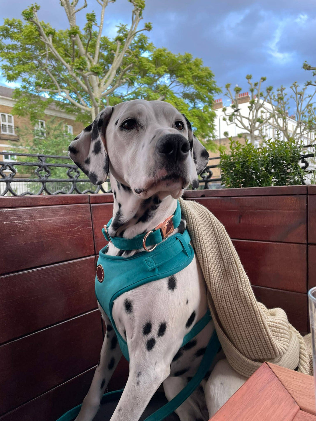 The Spotted Dog Company - Jade Velvet Harness: Medium