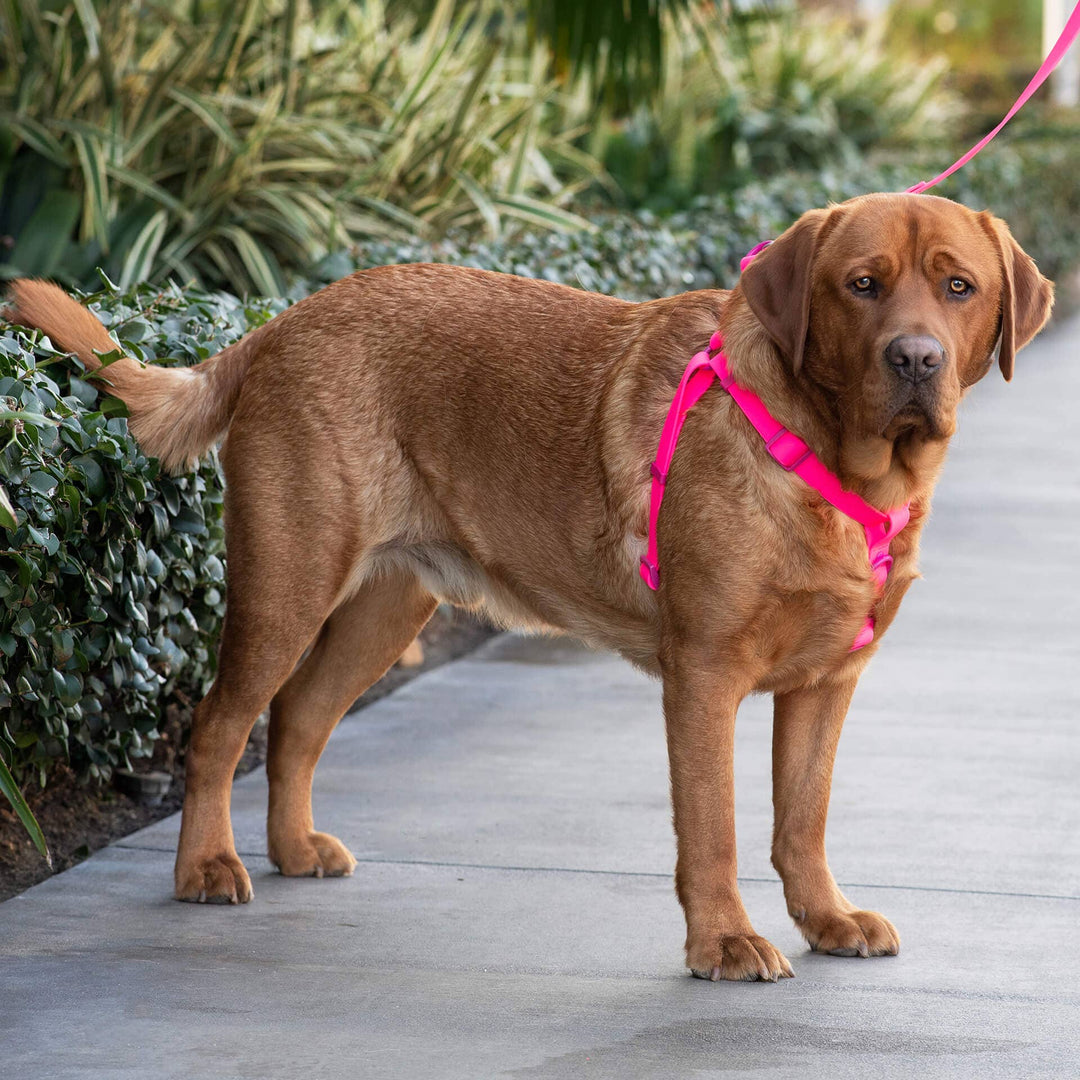 Canada Pooch - Waterproof Dog Harness (Pink)