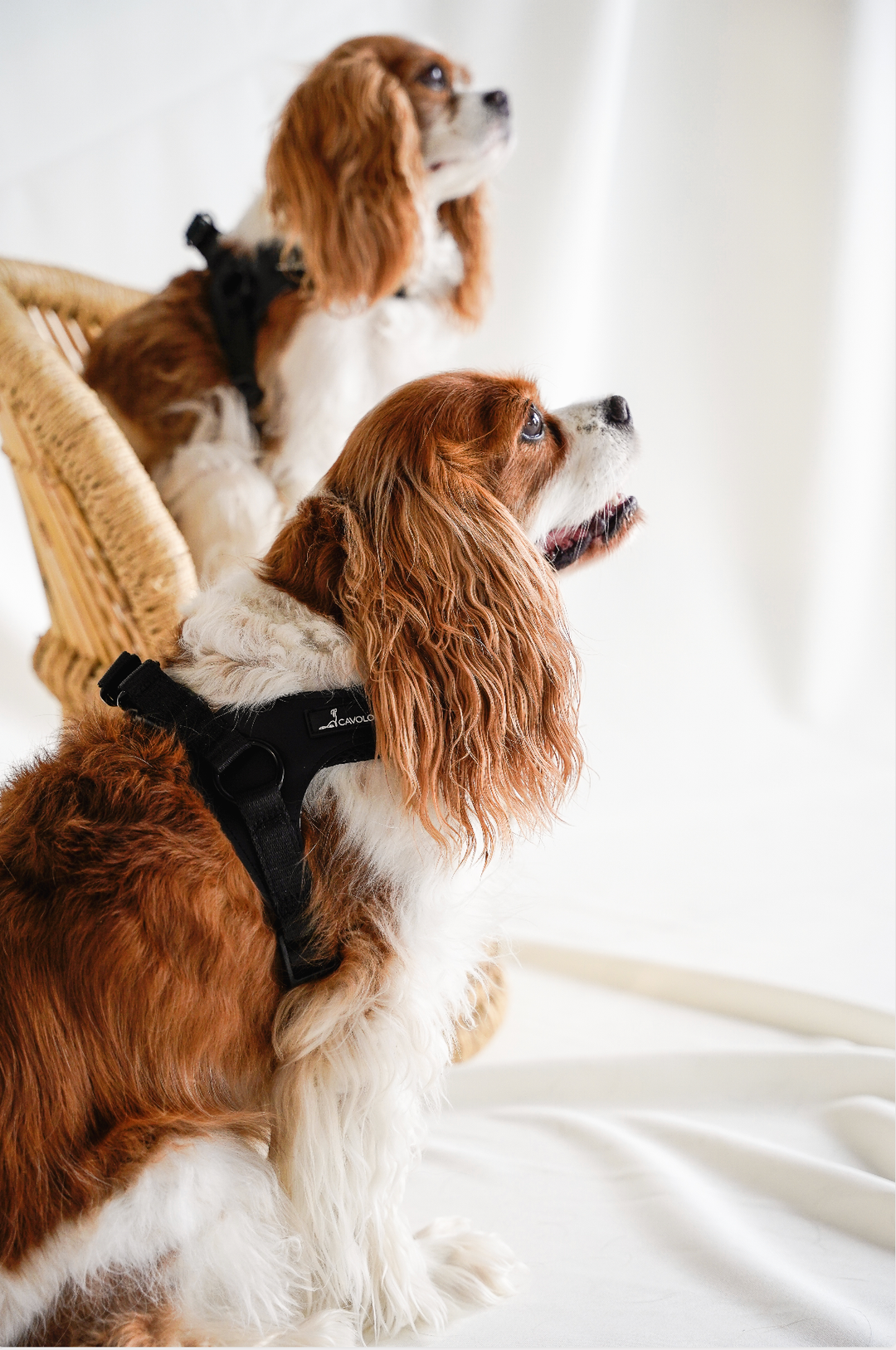 Cavology - DOG HARNESS STEP IN EASY ON MESH MANGO