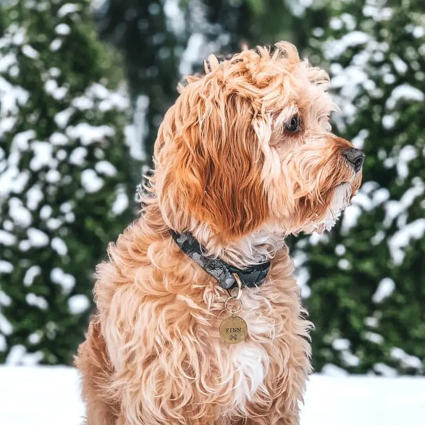 Boulevard - Camo Dog Collar