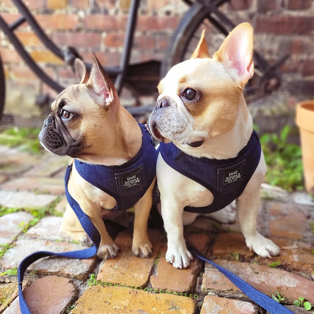 Doodle Couture, New York - City Denim 6 Piece Puparazzi Gift Set