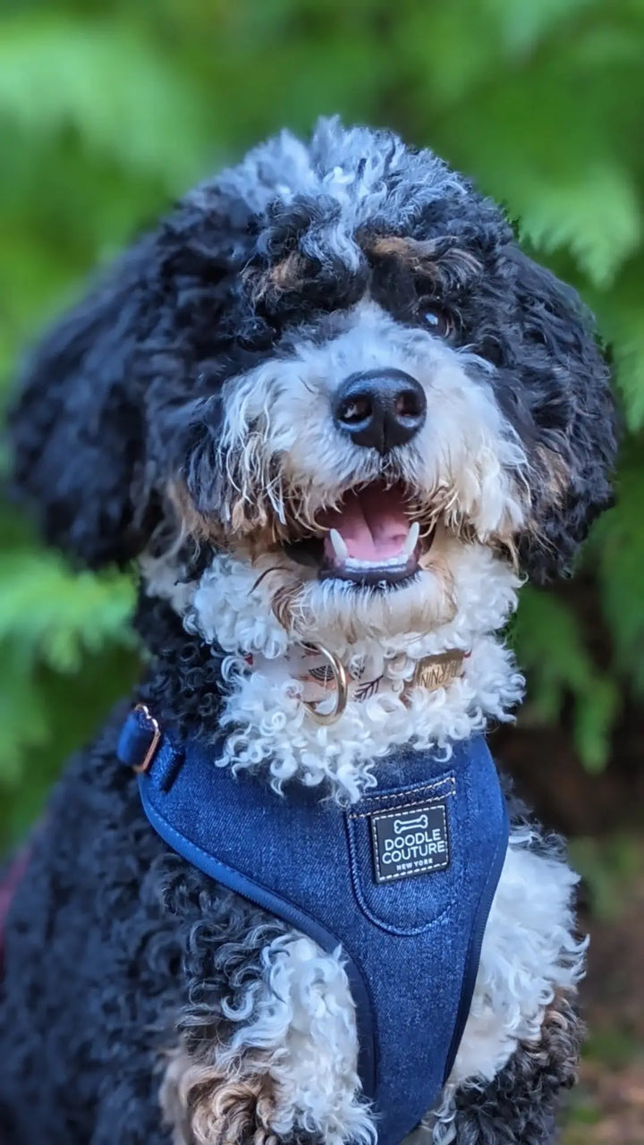 Doodle Couture, New York - City Denim 6 Piece Puparazzi Gift Set