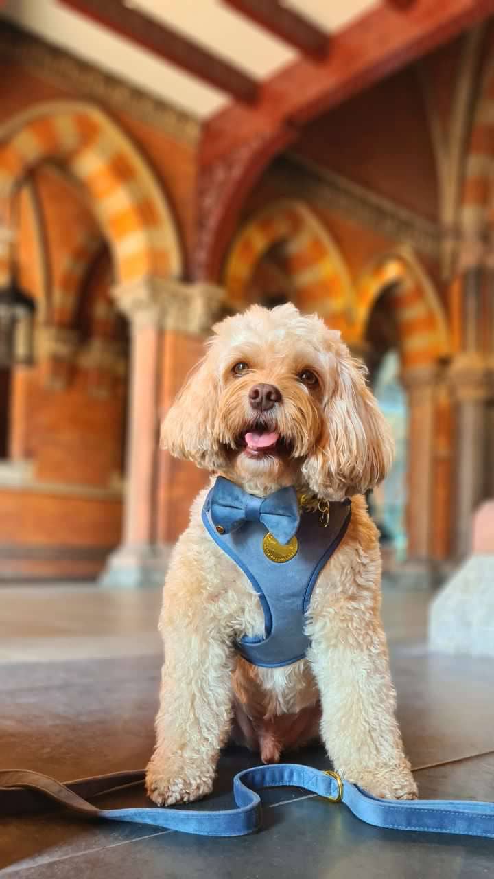 The Spotted Dog Company - Petrol Velvet Harness: XS