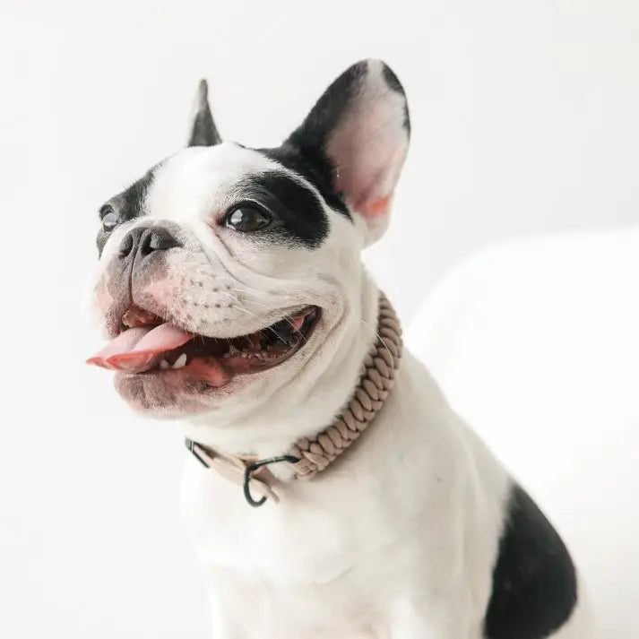 Lambwolf Collective - NEW JUPITER COLLAR