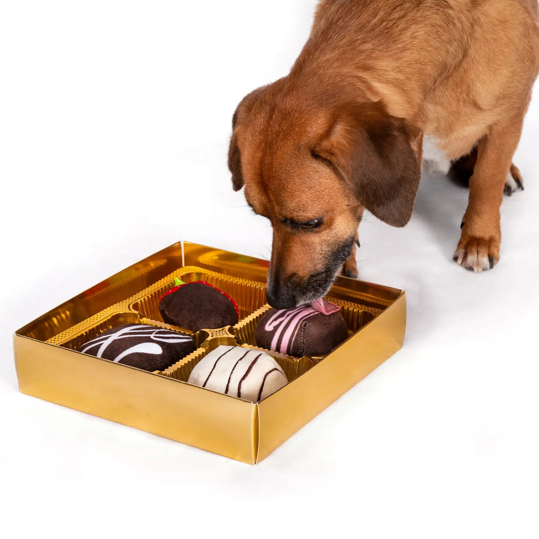 Fab Dog - Dogiva Box of Chocolates