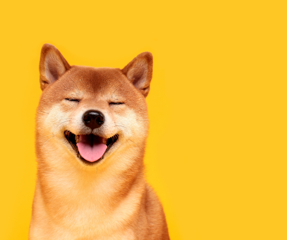 The Top 5 Dog Training Techniques for Building a Strong Bond with Your Pup