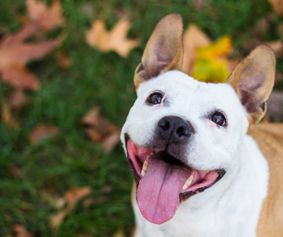 How to Choose the Right Dog Food for Your Furry Friend