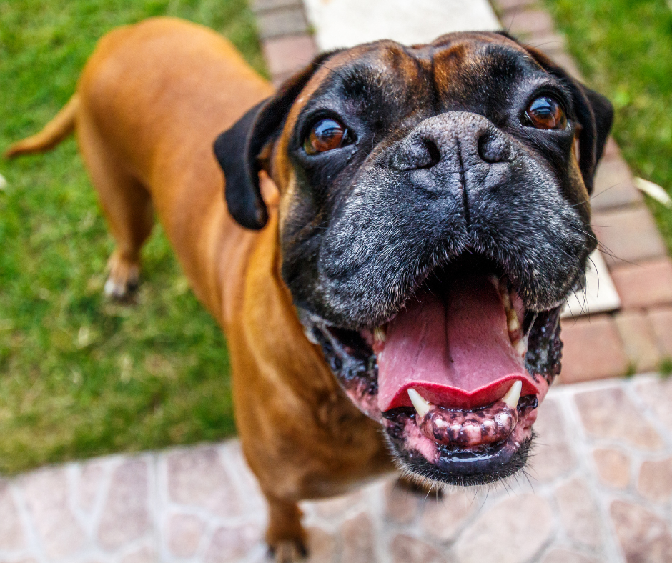 5 Ways to Keep Your Dog Safe and Comfortable on Long Car Rides