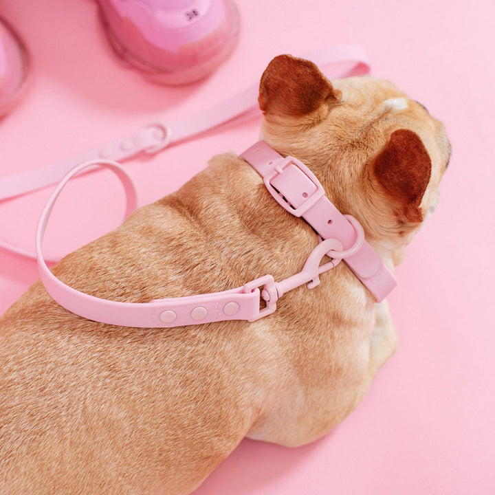 Frenchie - Frenchie Waterproof Collar - Pink Bubble Gum: M