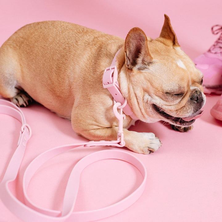 Frenchie - Frenchie Waterproof Collar - Pink Bubble Gum: L
