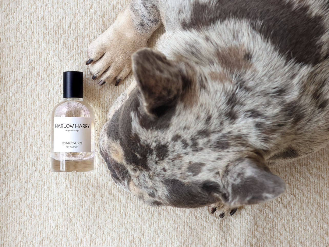HARLOW HARRY - Dog Perfume | D'bacca 169: 100mL