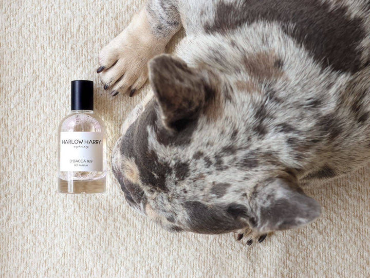 HARLOW HARRY - Dog Perfume | Bellevue 162: 50mL