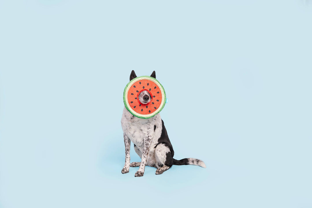 Pet Palette Distribution - BARK Slobbermelon Fetch