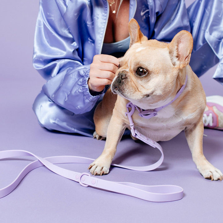 Frenchie - Frenchie Waterproof Leash - Violet: OS