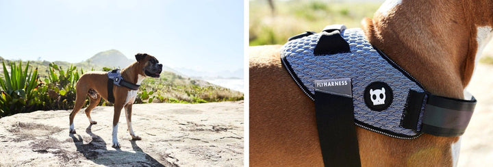 Zee.Dog - Urban | FlyHarness: Size 5