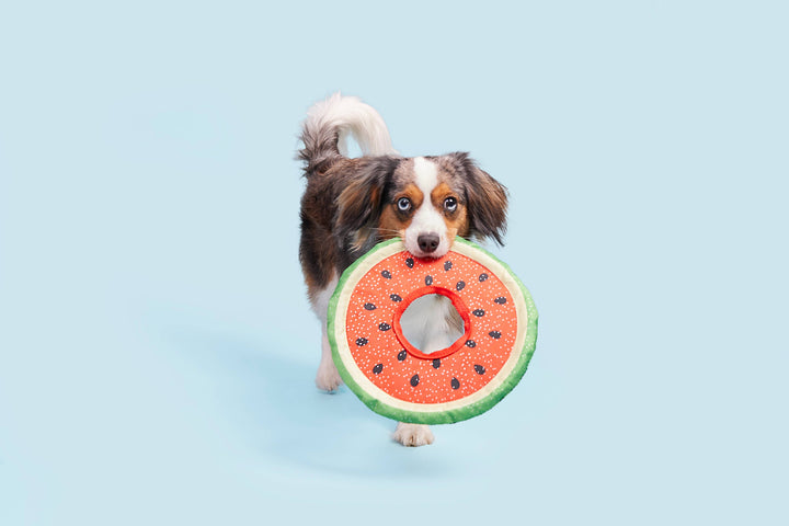 Pet Palette Distribution - BARK Slobbermelon Fetch